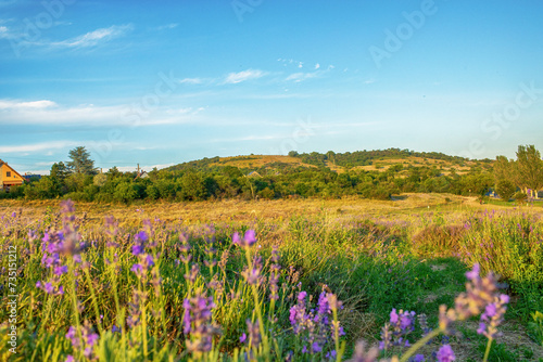 Lavender field at Tihany peninsula, Hungary