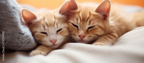 Two kittens sleeping together in fluffy white bed. Creative Banner. Copyspace image