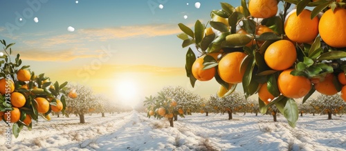 Ripe oranges hanging between the leaves on the branches of the trees of an organic citrus grove in winter Traditional agriculture. Creative Banner. Copyspace image