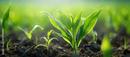 Rows of young corn shoots on a cornfield. Creative Banner. Copyspace image