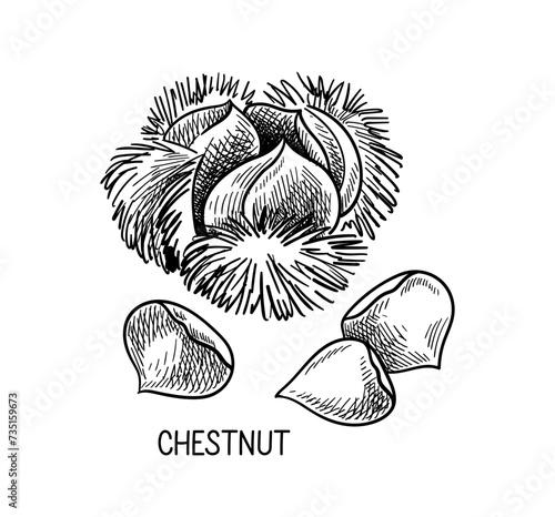 Nuts seeds linear concept. Hand drawn sketch of chestnut with inscription. Pencil drawing. Healthy eating and diet. Outline flat vector illustration isolated on white background