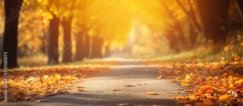 Path in the autumn forest Autumn forest path Autumn forest in sunny day Forest path in autumn day. Creative Banner. Copyspace image