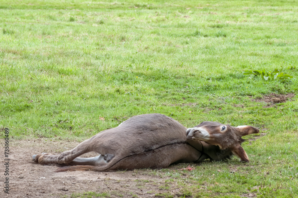 donkey lying down looking back at the camera donkey lying down looking back at the camera