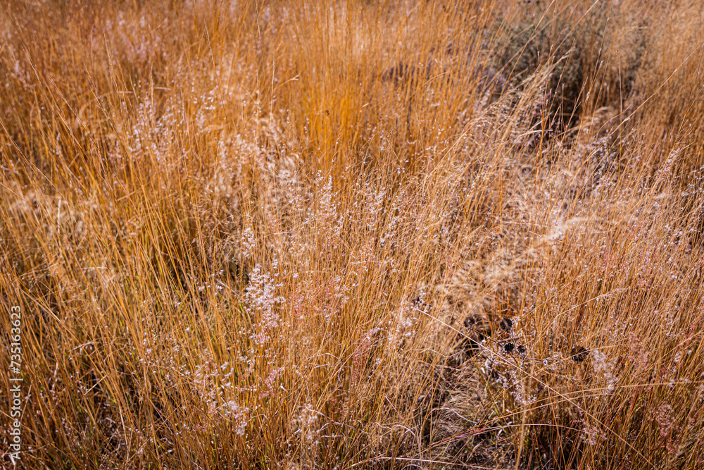 Fototapeta premium pastizal