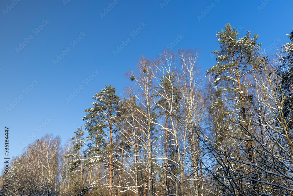 T beautiful trees in winter without foliage T beautiful trees in winter without foliage