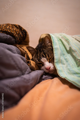 gato dormido entre cobijas