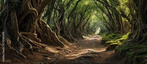 Mysterious path full of roots in the middle of wooden coniferous forrest surrounded by green bushes and leaves and ferns found in Corse France. Creative Banner. Copyspace image photo