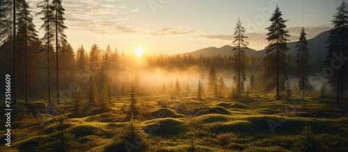 Majestic evergreen pine forest in a fog at sunrise Mighty trees plants moss Sunbeams sunshine Atmospheric autumn landscape Finland Nature deforestation and reforestation ecology themes photo