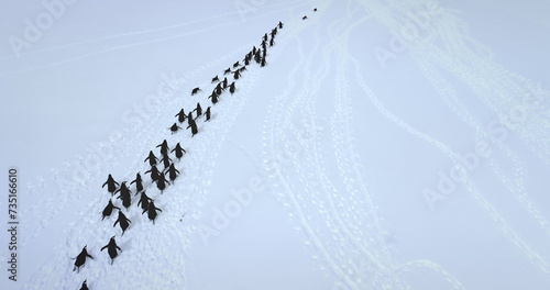 Canvas Print Big colony Gentoo penguins run snow aerial view
