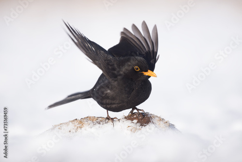 Czarny ptak kos na tle białego śniegu