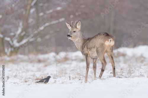 Fototapeta Naklejka Na Ścianę i Meble -  Kozioł sarny na zimowej polanie