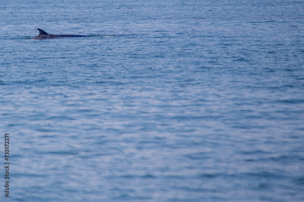 Fototapeta premium Bryde's Whale (Balaenoptera brydei)
