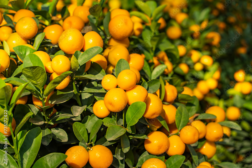 Tangerines, a symbol of good luck at Chinese New Year in garden Tangerines, a symbol of good luck at Chinese New Year in garden