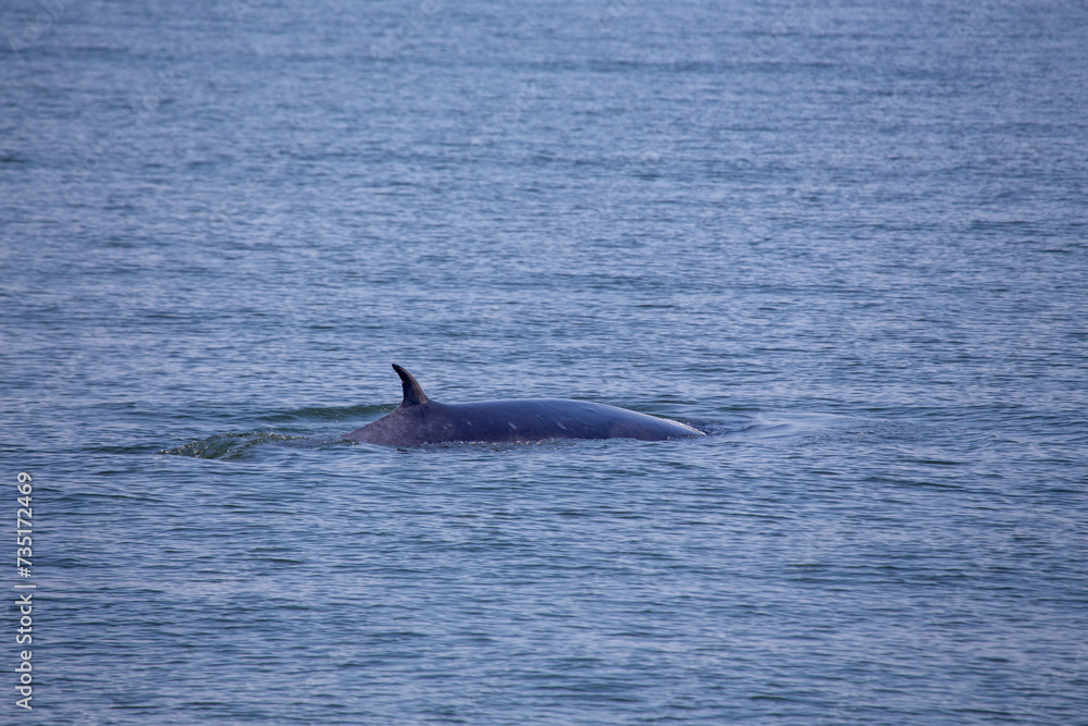 Fototapeta premium Bryde's Whale (Balaenoptera brydei)
