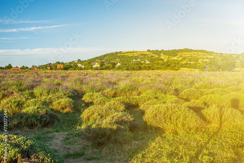 Fototapeta Naklejka Na Ścianę i Meble -  Lavender field at Tihany peninsula, Hungary