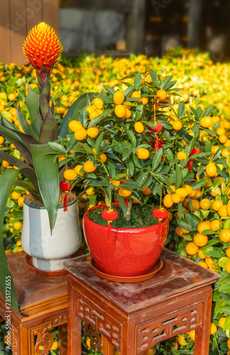 Tangerines, a symbol of good luck at Chinese New Year in garden