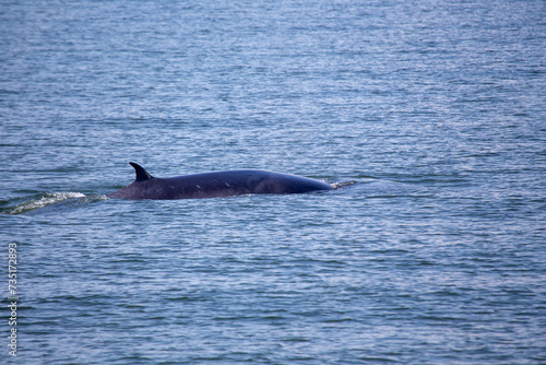 Bryde's Whale (Balaenoptera brydei)