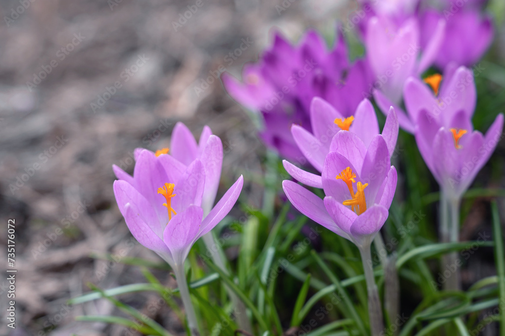 Amazing fresh meadow full of purple crocuses in bloom. View of magical blooming spring flowers crocuses growing outside. Selective focus.