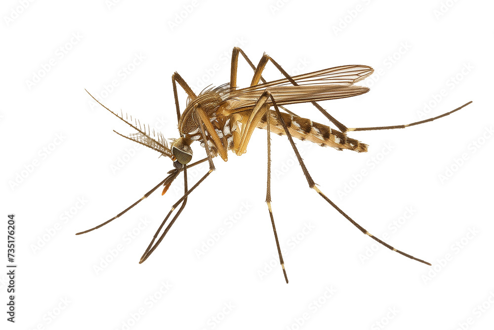 mosquito isolated on transparent background.  macro. extreme close up