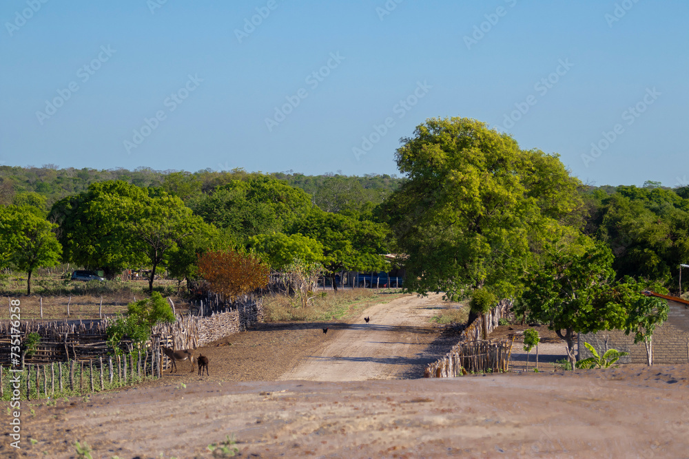 Caminho da roça no sertão brasileiro