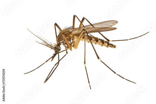 mosquito isolated on transparent background. macro. extreme close up