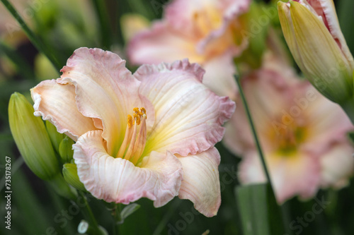 Fototapeta Naklejka Na Ścianę i Meble -  Beautiful soft pink daylily flower of the Gelato variety and Elegant Candy close-up. Blooming spring flowers in the garden. Varieties of daylilies