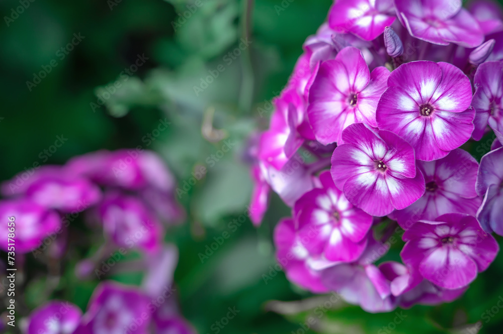 Close-up of purple phlox with white center. phlox paniculata Hereford Close-up of purple phlox with white center. phlox paniculata Hereford