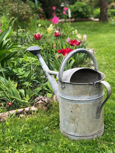 watering can in garden, old, vintage, tulpen, ostern