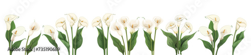 set of cala lily illustration vector. isolated on transparent background.