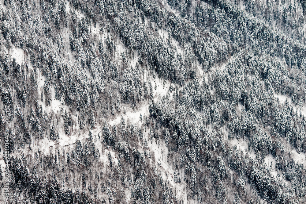 Mountain forest landscape