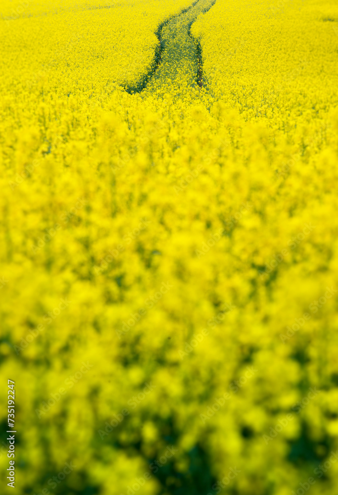 Obraz premium Rapeseed landscape