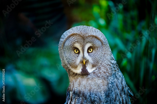 Owl