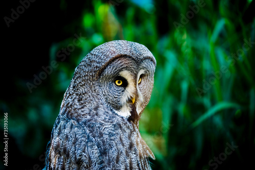 Owl