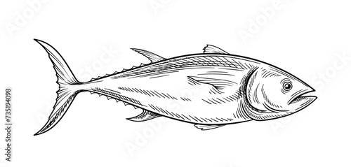 Tuna seafood linear. Hand drawn sketch of fish. Healthy eating with fats and proteins. Menu for cafe or restaurant. Outline flat vector illustration isolated on white background