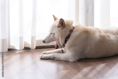 暖かいリビングルームの窓辺でくつろぐ犬、あくび