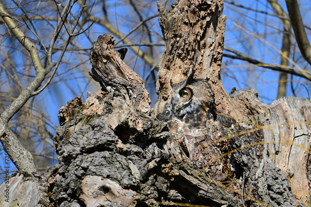 Female Great Horned Owls sits perched in her nest looking around Female Great Horned Owls sits perched in her nest looking around
