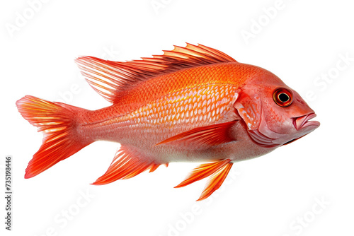 Red Snapper Fish Isolated on Transparent Background