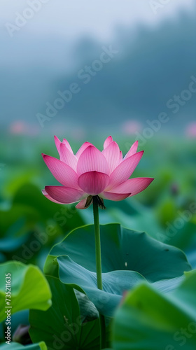Pink lotus flower blooms gracefully against a backdrop of green foliage and a misty blue environment