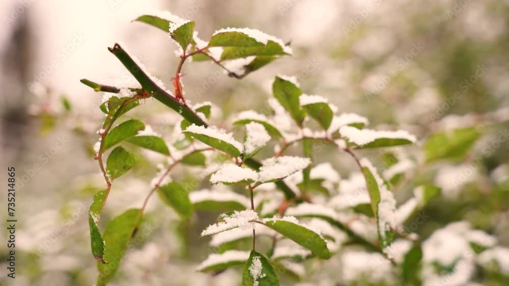 green leaves in snow , winter background green leaves in snow , winter background