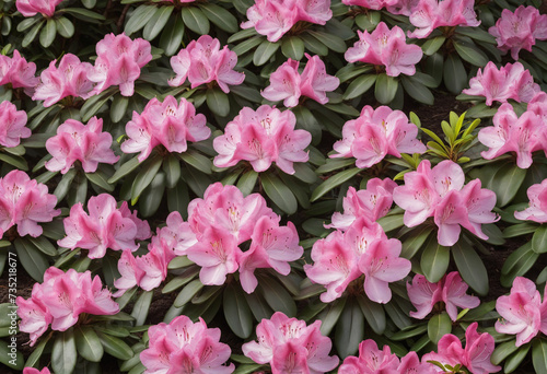 Pink rhododendron flowers in a natural setting, isolated cutout image with transparent background.