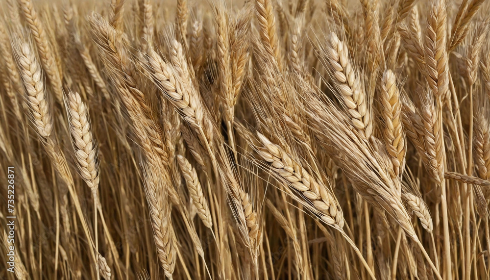 Autumn Wheat Spikelets Bundle - PNG Isolated Cutout on Transparent Background Autumn Wheat Spikelets Bundle - PNG Isolated Cutout on Transparent Background