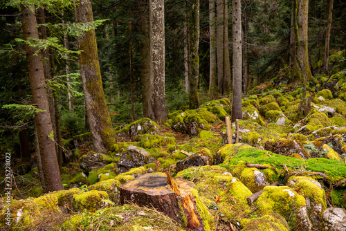 Moss-covered stones in the spruce forest in Tyrol