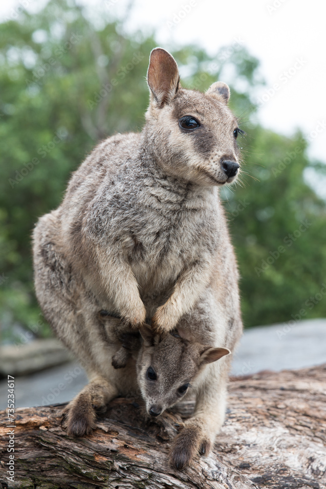 Mareeba Rock Wallaby, Australia Mareeba Rock Wallaby, Australia
