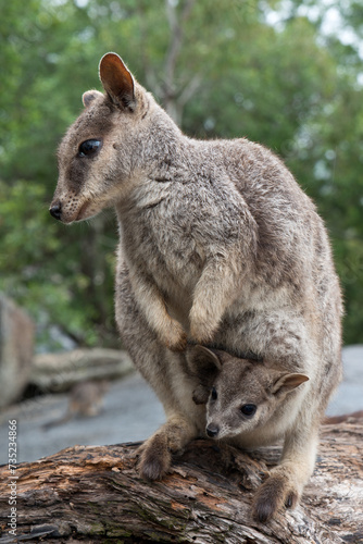 Mareeba Rock Wallaby, Australia