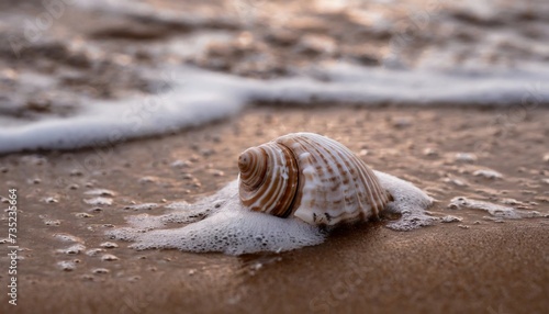 Beautiful seashell on the beach. Wet sand, foamy sea water. Natural scene.
