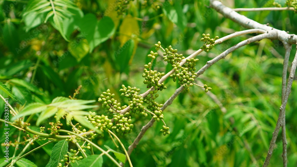 Raw Brucea javanica fruit Raw Brucea javanica fruit