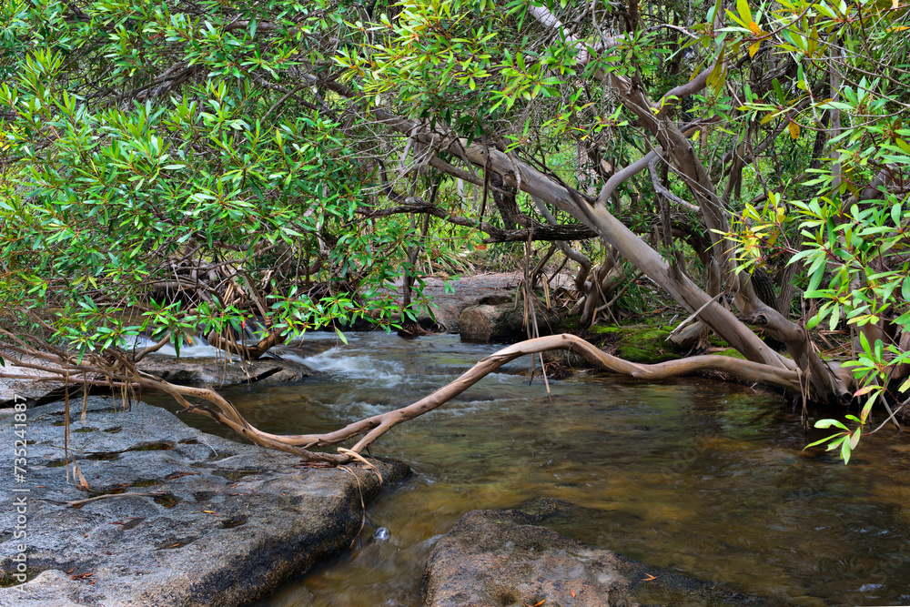 Emerald Creek, Atherton Tablelands, Queensland, Australia Emerald Creek, Atherton Tablelands, Queensland, Australia