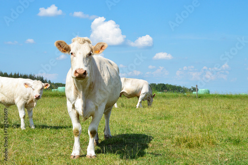 A Charolais cow herd in a meadow in the countryside pasture.