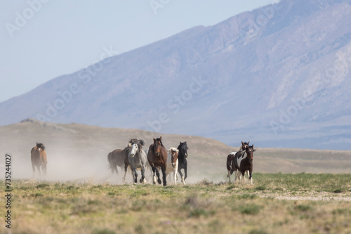 Wild Horses in the Utah Desert in Spring