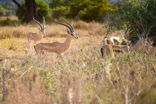 A herd of Soemmerrings gazelles in Amboseli National Park, Kenya photo